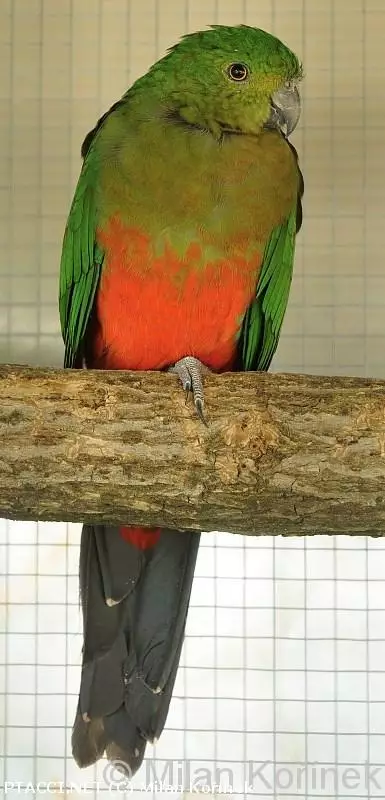 Co to je za ptáčka?