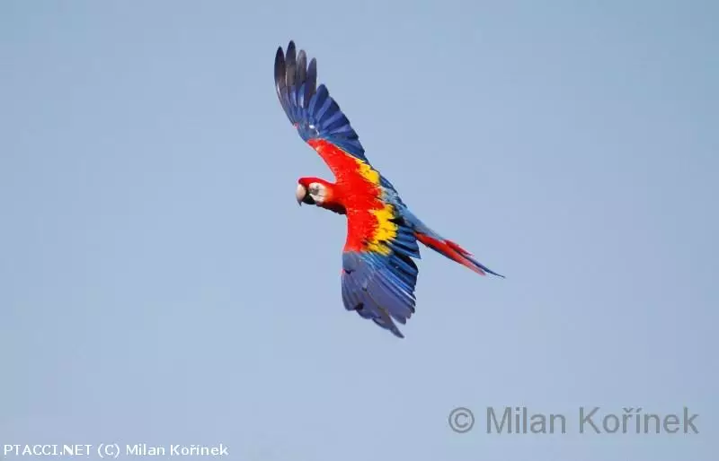 Co to je za ptáčka?