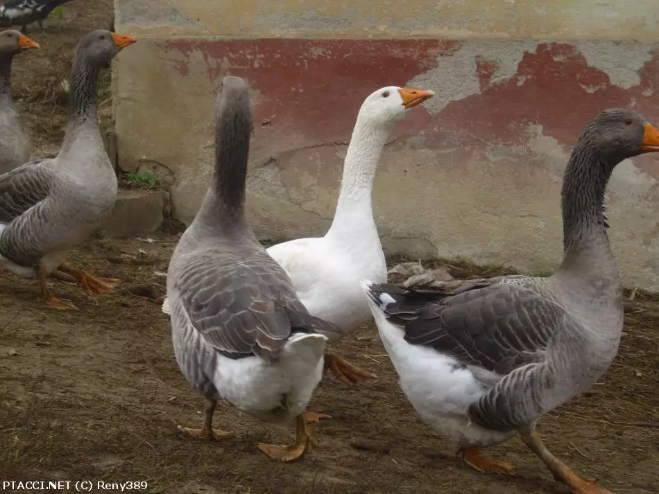 Co to je za ptáčka?