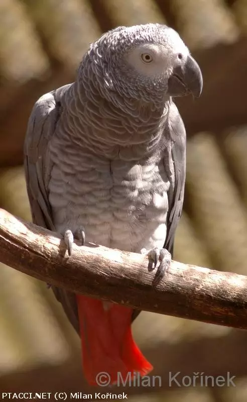 Papoušek žako kongo - Psittacus erithacus erithacus | © Milan Kořínek | 